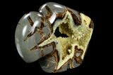 Calcite Crystal Filled, Polished Septarian Buffalo - Utah #123849-1
